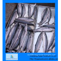 Best new frozen mackerel fish